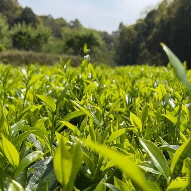 漫步香蜜山：让茶香引路，竹韵当课本，与自然撞个满怀